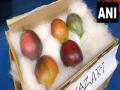 West Bengal: World's most expensive mango 'Miyazaki' showcased in Siliguri Mango festival - Hindi News | West Bengal: World's most expensive mango 'Miyazaki' showcased in Siliguri Mango festival | Latest national News at Lokmattimes.com