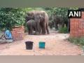 Elephants enter Andhra village, drink water from buckets, container - Hindi News | Elephants enter Andhra village, drink water from buckets, container | Latest national News at Lokmattimes.com