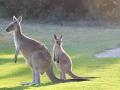 Skipping evolution: Study finds some kangaroos didn't hop - Hindi News | Skipping evolution: Study finds some kangaroos didn't hop | Latest technology News at Lokmattimes.com