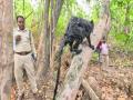 Chhattisgarh: People flock to see rare flying squirrel in Korba - Hindi News | Chhattisgarh: People flock to see rare flying squirrel in Korba | Latest national News at Lokmattimes.com