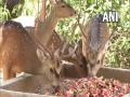 J-K: Udhampur's Tanday Park makes arrangements for deers to beat heat - Hindi News | J-K: Udhampur's Tanday Park makes arrangements for deers to beat heat | Latest national News at Lokmattimes.com