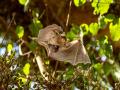 Bats suffer hearing loss too, but how they adapt may help humans - Hindi News | Bats suffer hearing loss too, but how they adapt may help humans | Latest international News at Lokmattimes.com