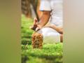 Why Yoga and Walnuts are a Power-Packed Combination - Hindi News | Why Yoga and Walnuts are a Power-Packed Combination | Latest business News at Lokmattimes.com