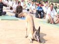 International Yoga Day: Dog from ITBP canine squad 'performs yoga' at J-K's Udhampur event - Hindi News | International Yoga Day: Dog from ITBP canine squad 'performs yoga' at J-K's Udhampur event | Latest national News at Lokmattimes.com