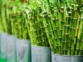 Bamboo could be upcoming renewable energy source: Study - Hindi News | Bamboo could be upcoming renewable energy source: Study | Latest technology News at Lokmattimes.com