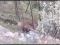 Uttarakhand: Leopard spotted in Uttarkashi's village - Hindi News | Uttarakhand: Leopard spotted in Uttarkashi's village | Latest national News at Lokmattimes.com