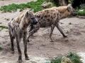 Hyenas inherit power from moms, but it's a privilege they pay dearly for: Study - Hindi News | Hyenas inherit power from moms, but it's a privilege they pay dearly for: Study | Latest technology News at Lokmattimes.com