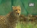 Madhya Pradesh: Translocated cheetah injured in fight at Kuno National Park - Hindi News | Madhya Pradesh: Translocated cheetah injured in fight at Kuno National Park | Latest national News at Lokmattimes.com