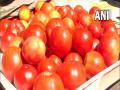 Soaring tomato prices burn a hole in common man's pocket - Hindi News | Soaring tomato prices burn a hole in common man's pocket | Latest national News at Lokmattimes.com