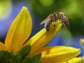 Immune-boosting therapy helps honey bees fight viruses: Study - Hindi News | Immune-boosting therapy helps honey bees fight viruses: Study | Latest technology News at Lokmattimes.com