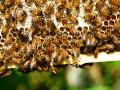 Immune-boosting therapy helps honey bees resist deadly viruses: Study - Hindi News | Immune-boosting therapy helps honey bees resist deadly viruses: Study | Latest technology News at Lokmattimes.com