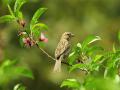 Male birds who can repeat song notes attract female mates: Study - Hindi News | Male birds who can repeat song notes attract female mates: Study | Latest technology News at Lokmattimes.com