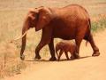 Elephants' dietary habits are similar to humans: Study - Hindi News | Elephants' dietary habits are similar to humans: Study | Latest technology News at Lokmattimes.com