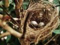 Man-made materials in nests can bring risks for birds: Study - Hindi News | Man-made materials in nests can bring risks for birds: Study | Latest technology News at Lokmattimes.com