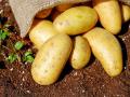 Indian potato imports from Bhutan to continue without import license for another year - Hindi News | Indian potato imports from Bhutan to continue without import license for another year | Latest international News at Lokmattimes.com