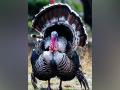 Timing of turkey nesting might not shift with changing climate: Study - Hindi News | Timing of turkey nesting might not shift with changing climate: Study | Latest technology News at Lokmattimes.com