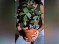 Climate change slows 'global plant water use efficiency': Study - Hindi News | Climate change slows 'global plant water use efficiency': Study | Latest technology News at Lokmattimes.com