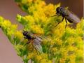 Researchers find method of transforming flies into degradable plastics - Hindi News | Researchers find method of transforming flies into degradable plastics | Latest technology News at Lokmattimes.com