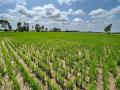 Bayer, GenZero and Shell collaborate to reduce methane emissions in rice cultivation - Hindi News | Bayer, GenZero and Shell collaborate to reduce methane emissions in rice cultivation | Latest business News at Lokmattimes.com