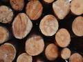 Pakistan: Kohistan residents allege timber smuggling - Hindi News | Pakistan: Kohistan residents allege timber smuggling | Latest international News at Lokmattimes.com