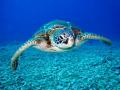 Sri Lanka: Dead turtles found on shoreline after suspected underwater explosion - Hindi News | Sri Lanka: Dead turtles found on shoreline after suspected underwater explosion | Latest international News at Lokmattimes.com