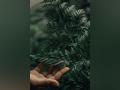Study reveals how plants pass down genetic memories - Hindi News | Study reveals how plants pass down genetic memories | Latest technology News at Lokmattimes.com