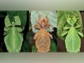 Researchers finds seven new species of leaf insects - Hindi News | Researchers finds seven new species of leaf insects | Latest technology News at Lokmattimes.com