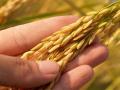 India decides to allow rice export to Singapore: MEA - Hindi News | India decides to allow rice export to Singapore: MEA | Latest international News at Lokmattimes.com
