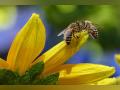 Air pollution makes it difficult for bees to find flowers: Research - Hindi News | Air pollution makes it difficult for bees to find flowers: Research | Latest lifestyle News at Lokmattimes.com