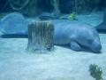 UAE: National Aquarium Abu Dhabi Houses Two African Manatees - Hindi News | UAE: National Aquarium Abu Dhabi Houses Two African Manatees | Latest international News at Lokmattimes.com