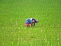 Kharif Sown Area Improves by 10.3% in 2024 Despite Below Average Rainfall - Hindi News | Kharif Sown Area Improves by 10.3% in 2024 Despite Below Average Rainfall | Latest business News at Lokmattimes.com