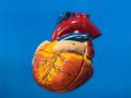 Artificial heart patients can regenerate heart muscles: Study - Hindi News | Artificial heart patients can regenerate heart muscles: Study | Latest health News at Lokmattimes.com