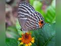 Study raises possibility of country without butterflies - Hindi News | Study raises possibility of country without butterflies | Latest health News at Lokmattimes.com