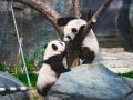 Hong Kong Throws City-Wide First Birthday Party for its Much-Loved Panda Twins - Hindi News | Hong Kong Throws City-Wide First Birthday Party for its Much-Loved Panda Twins | Latest business News at Lokmattimes.com