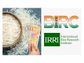 IREF expects Rs 1.17 lakh crore export boost for India as IRRI joins BIRC 2025 to open new global rice markets - Hindi News | IREF expects Rs 1.17 lakh crore export boost for India as IRRI joins BIRC 2025 to open new global rice markets | Latest business News at Lokmattimes.com