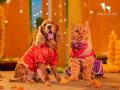HUFT Launches 'Dil Se Desi' -- A Festive Collection That Celebrates Pets as Family - Hindi News | HUFT Launches 'Dil Se Desi' -- A Festive Collection That Celebrates Pets as Family | Latest business News at Lokmattimes.com