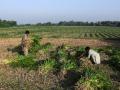 Pakistan among top countries with "inefficient" agricultural water use: World Bank - Hindi News | Pakistan among top countries with "inefficient" agricultural water use: World Bank | Latest international News at Lokmattimes.com