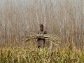 Pakistan: Sindh sugarcane farmers crushed by government inaction - Hindi News | Pakistan: Sindh sugarcane farmers crushed by government inaction | Latest international News at Lokmattimes.com