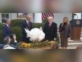 Trump pardons turkeys Gobble, Waddle in annual Thanksgiving tradition - Hindi News | Trump pardons turkeys Gobble, Waddle in annual Thanksgiving tradition | Latest international News at Lokmattimes.com
