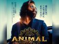 Ranbir Kapoor's blockbuster 'Animal' to release in Japan - Hindi News | Ranbir Kapoor's blockbuster 'Animal' to release in Japan | Latest entertainment News at Lokmattimes.com