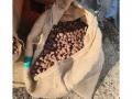 Assam Rifles seizes illegal consignment of Betel Nuts worth Rs 1.7 crore in Manipur - Hindi News | Assam Rifles seizes illegal consignment of Betel Nuts worth Rs 1.7 crore in Manipur | Latest national News at Lokmattimes.com