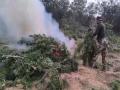 Tripura: Over 5 lakh cannabis plants worth Rs 75 cr destroyed in massive Anti-Narcotics operation - Hindi News | Tripura: Over 5 lakh cannabis plants worth Rs 75 cr destroyed in massive Anti-Narcotics operation | Latest national News at Lokmattimes.com