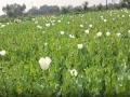 Rajasthan: Weather concerns mount for opium farmers in Bhilwara region - Hindi News | Rajasthan: Weather concerns mount for opium farmers in Bhilwara region | Latest national News at Lokmattimes.com