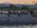 Tamil Nadu: Flocks of cormorants spotted at estuary coastal area near Thoothukudi port - Hindi News | Tamil Nadu: Flocks of cormorants spotted at estuary coastal area near Thoothukudi port | Latest national News at Lokmattimes.com