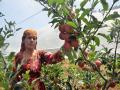 Himachal's Apple growers plan mass agitation against zero-tariff US apple imports, seek state support - Hindi News | Himachal's Apple growers plan mass agitation against zero-tariff US apple imports, seek state support | Latest national News at Lokmattimes.com