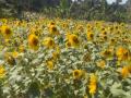 Kerala: Bison Valley turns golden as 40-acre sunflower farm replaces fallow paddy lands in Idukki - Hindi News | Kerala: Bison Valley turns golden as 40-acre sunflower farm replaces fallow paddy lands in Idukki | Latest national News at Lokmattimes.com