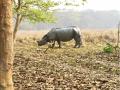 Assam: Male Rhino found dead in Pobitora; Horn secured - Hindi News | Assam: Male Rhino found dead in Pobitora; Horn secured | Latest national News at Lokmattimes.com
