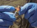 Gujarat set to get its own region-specific antivenom to fight against snakebite deaths - Hindi News | Gujarat set to get its own region-specific antivenom to fight against snakebite deaths | Latest national News at Lokmattimes.com