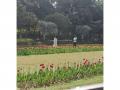 Chinese Envoy to India hails Tulip Festival in New Delhi - Hindi News | Chinese Envoy to India hails Tulip Festival in New Delhi | Latest international News at Lokmattimes.com