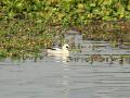 Assam: 105,540 waterbirds of 107 species recorded in 7th Kaziranga Waterbird Count - Hindi News | Assam: 105,540 waterbirds of 107 species recorded in 7th Kaziranga Waterbird Count | Latest national News at Lokmattimes.com